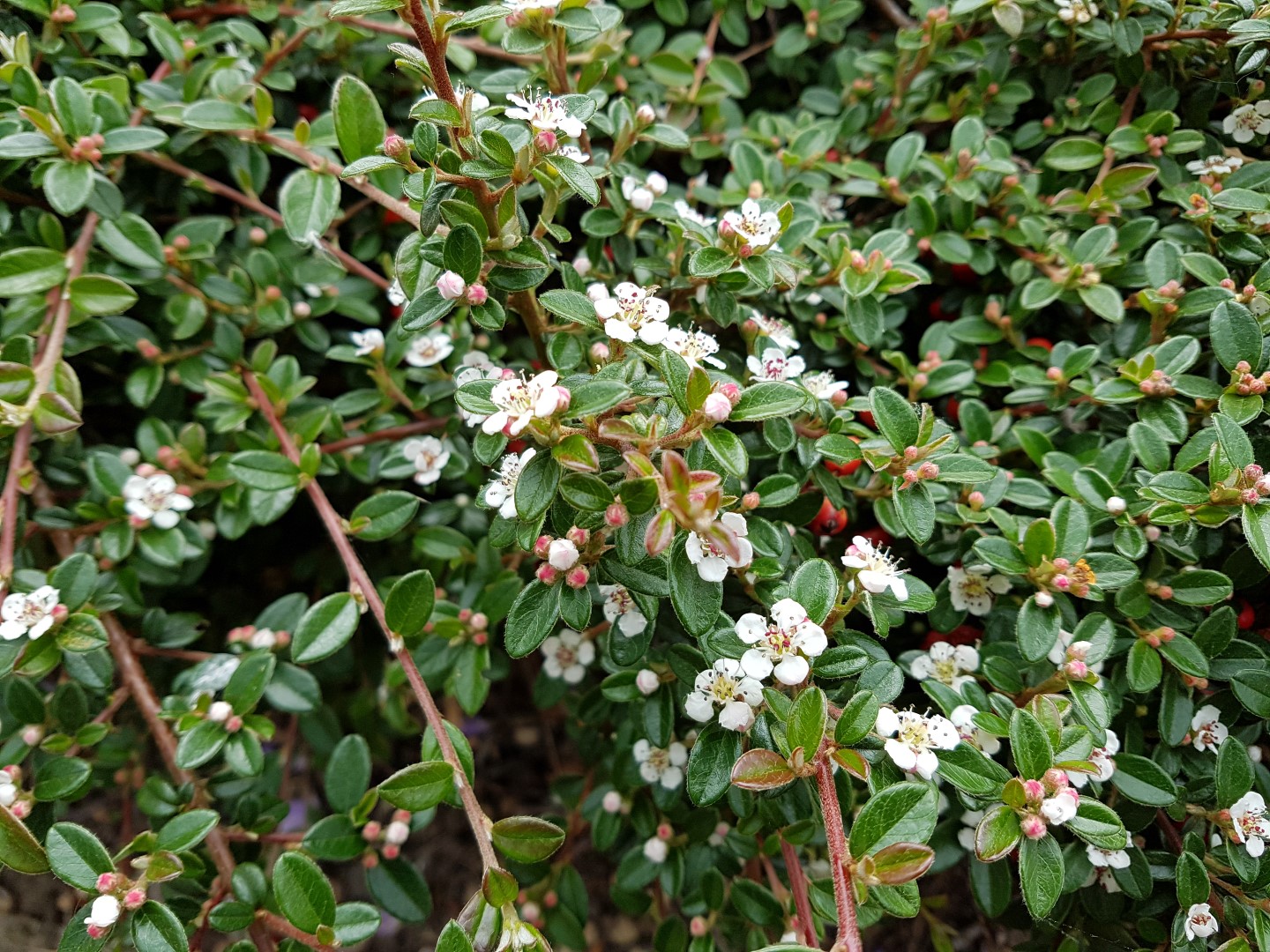 Cotoneaster dammeri 'Major'